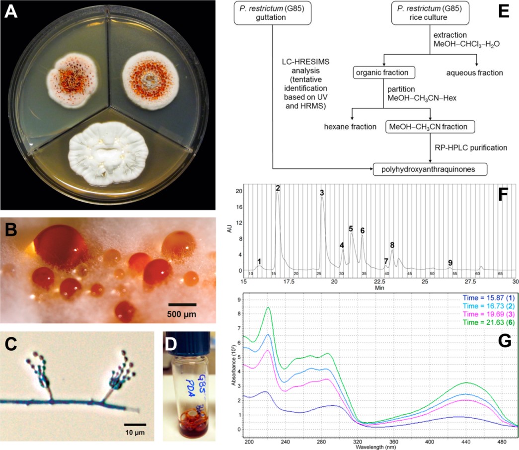 Featured Image for From lowly fungus to promising therapeutic for drug resistant bacterial infections