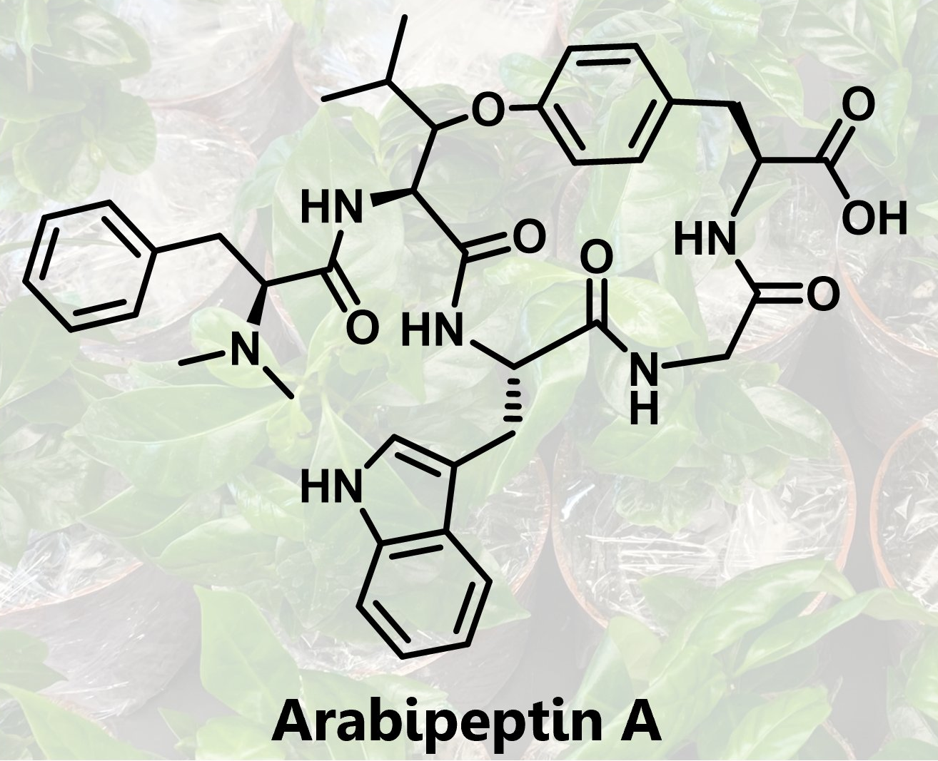 Featured Image for Plant Cyclic Peptide Biosynthesis Preprint