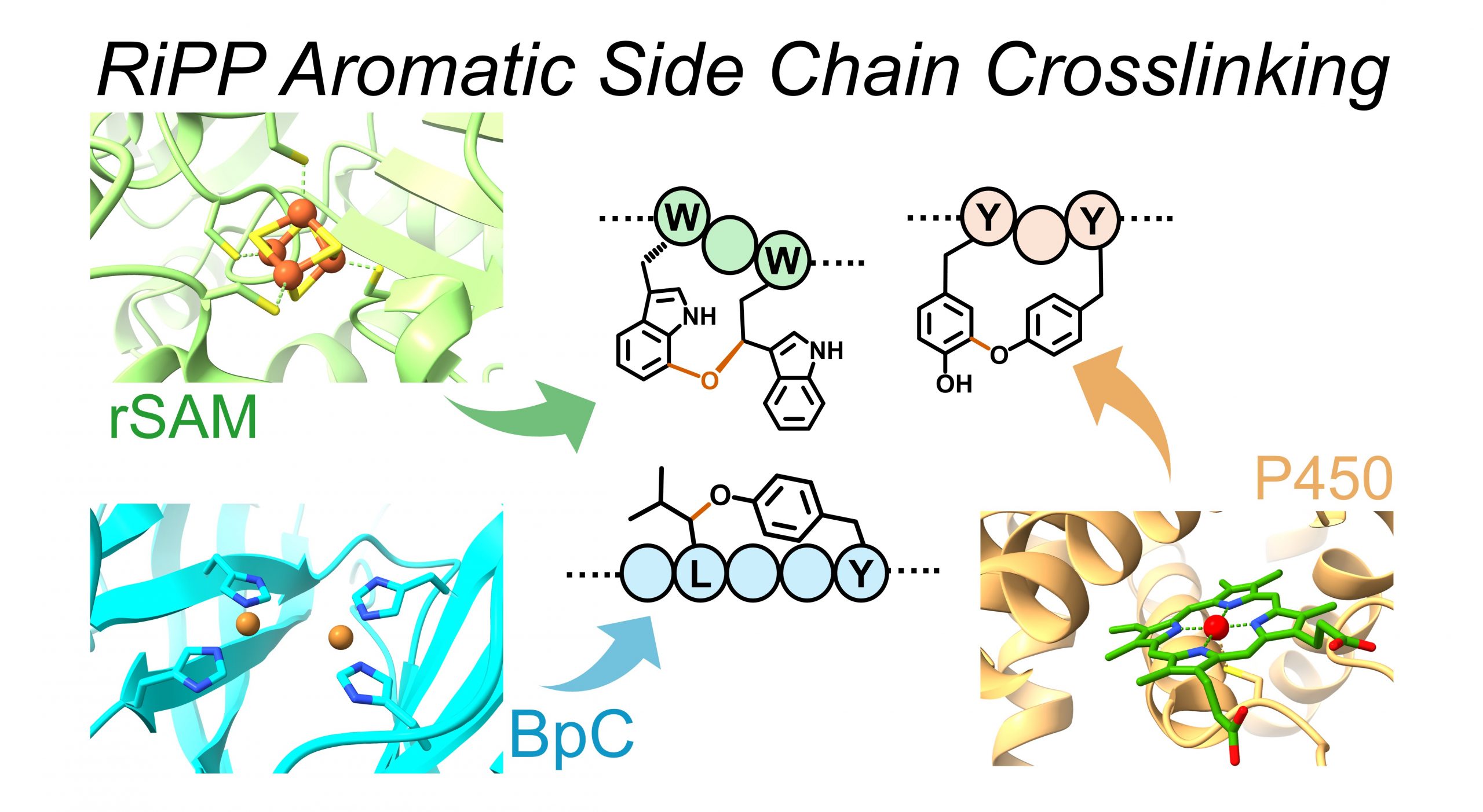 illustration representing RiPP Aromatic Side Chain Crosslinking