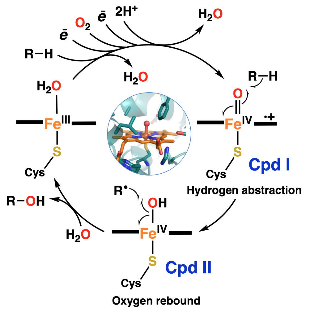 illustration of oxygen rebound