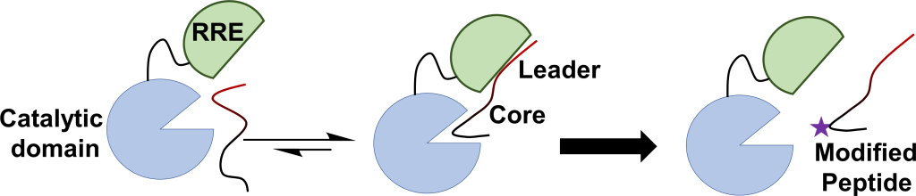 illustration showing catalytic domain to leader core to modified peptide