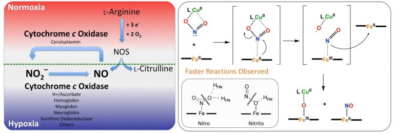 Nitric Oxide Generation