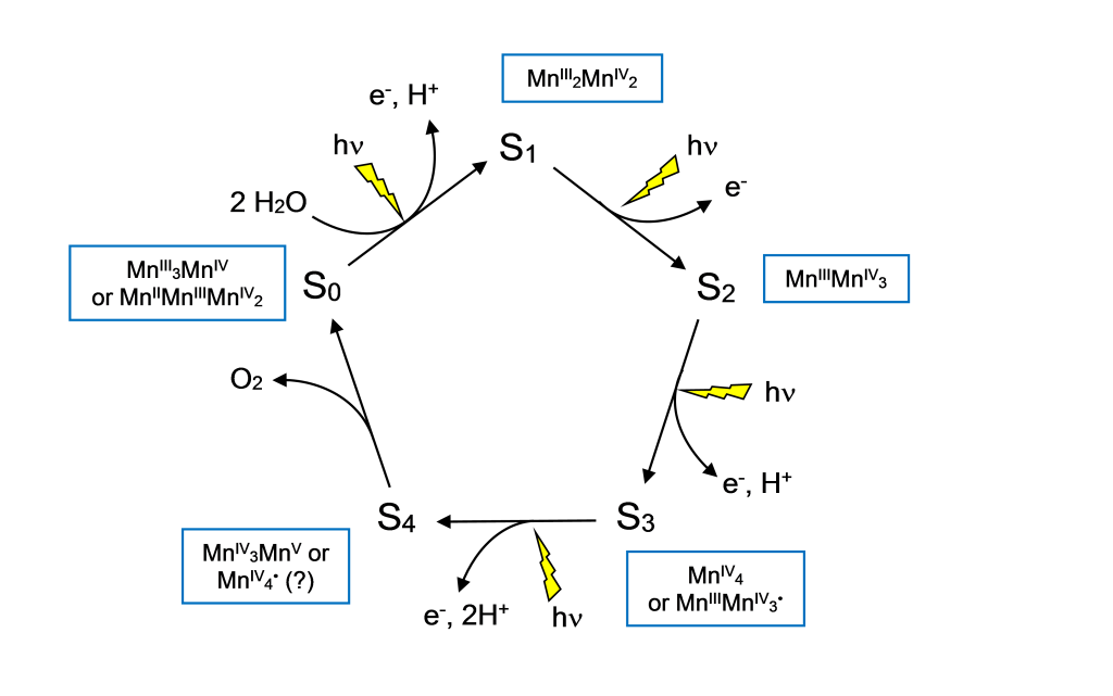 S-state cycle illustration